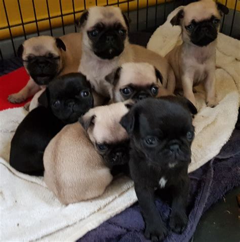 Pug Puppies For Sale Charlotte
