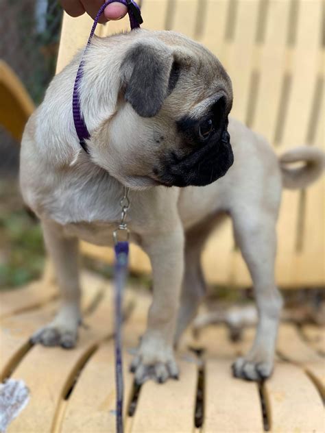 Pug Puppies For Sale Duluth Mn
