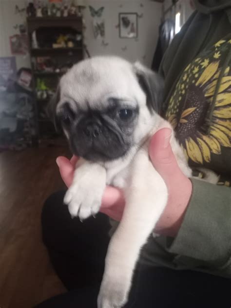 Pug Puppies For Sale Erie Pa