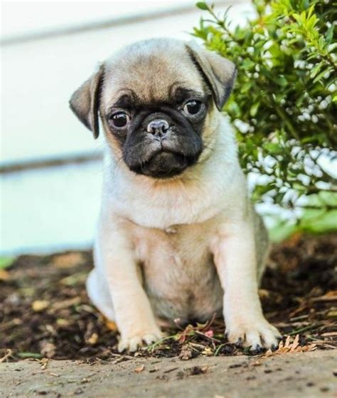 Pug Puppies For Sale In Alabama
