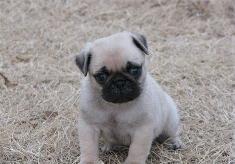 Pug Puppies For Sale In Billings Mt