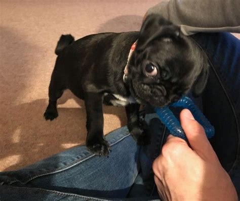 Pug Puppies For Sale In Connecticut