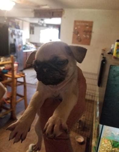 Pug Puppies For Sale In Corpus Christi Texas