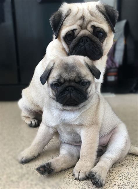 Pug Puppies For Sale In East Texas