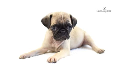 Pug Puppies For Sale In Hattiesburg Ms