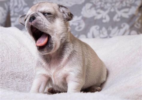 Pug Puppies For Sale In Jackson Tn