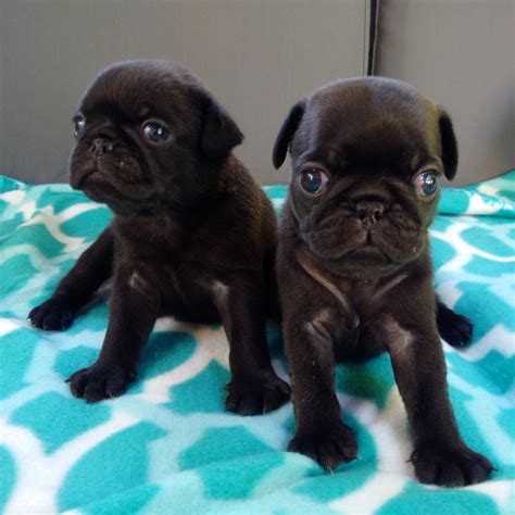 Pug Puppies For Sale In Massachusetts