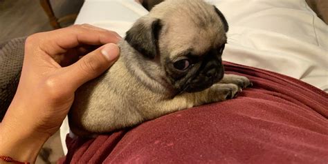 Pug Puppies For Sale In Memphis Tennessee