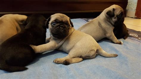 Pug Puppies For Sale In Ms
