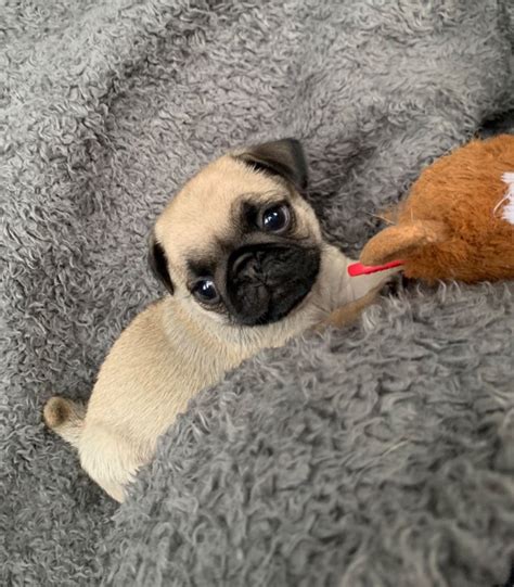 Pug Puppies For Sale In Pennsylvania
