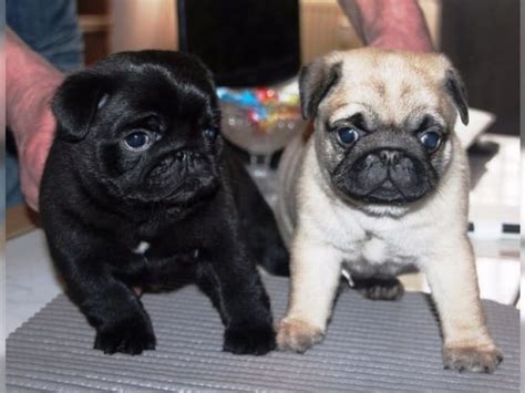 Pug Puppies For Sale In Richmond Va