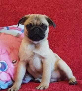Pug Puppies For Sale In Sioux Falls Sd