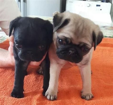 Pug Puppies For Sale In Upstate Ny