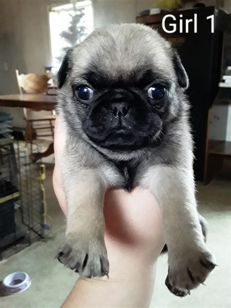 Pug Puppies For Sale Kentucky