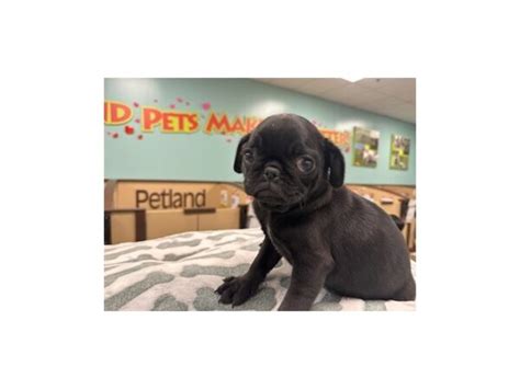 Pug Puppies For Sale Murfreesboro Tn