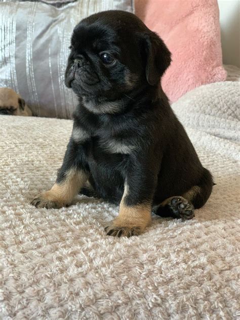 Pug Puppies For Sale Okc