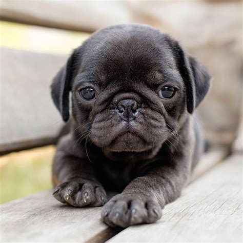 Pug Puppies for Sale near St. Augustine Blue Sky Puppies