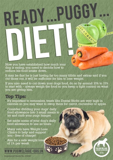 Pug Puppy Diet Plan