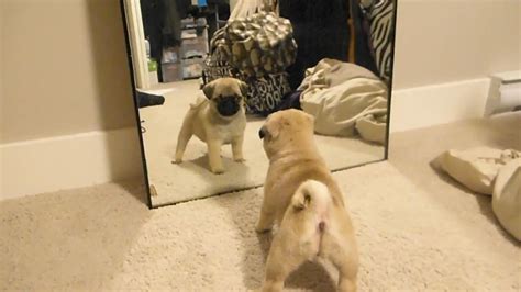 Pug Puppy In Mirror