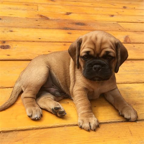 Pug Spaniel Puppies For Sale