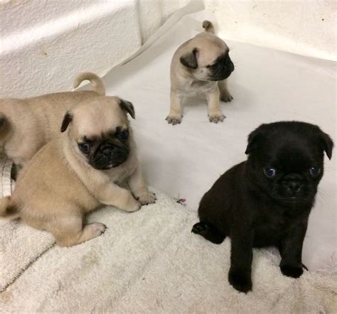 Some pug breeders offer pug mix puppies for sale in PA and you have to reach out to them as soon as they post their listing as there are many pet owners that are interested. Below are some of the steps you can take to help you select the perfect pug puppy for your home and choosing the right pug breeders.. 