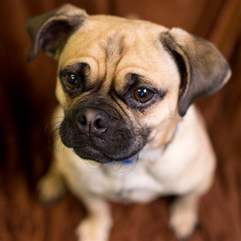 Pug hybrid dogs. Things To Know About Pug hybrid dogs. 