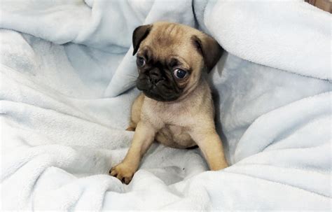 Prices for Pug puppies for sale in North Ridgeville, OH vary by breeder and individual puppy. On Good Dog today, Pug puppies in North Ridgeville, OH range in price from $1,650 to $2,350. Because all breeding programs are different, you may find dogs for sale outside that price range. ….. 