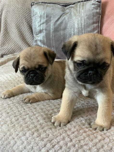 Prices for Pug puppies for sale in Youngstown, OH vary by bre