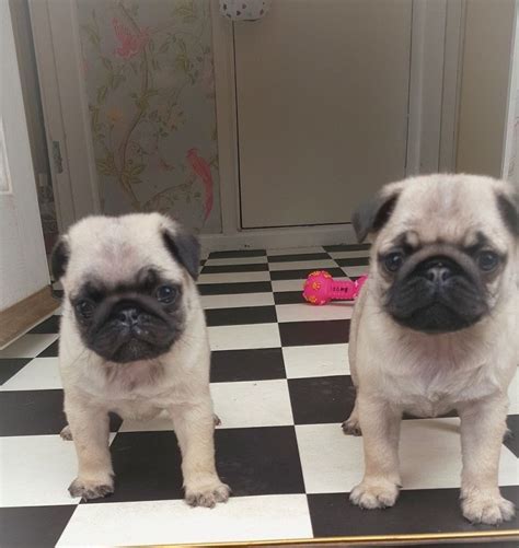 Prices for Pug puppies for sale in St. Cloud, MN vary by breeder and individual puppy. On Good Dog today, Pug puppies in St. Cloud, MN range in price from $1,100 to $2,000. Because all breeding programs are different, you may find dogs for sale outside that price range. Read more.
