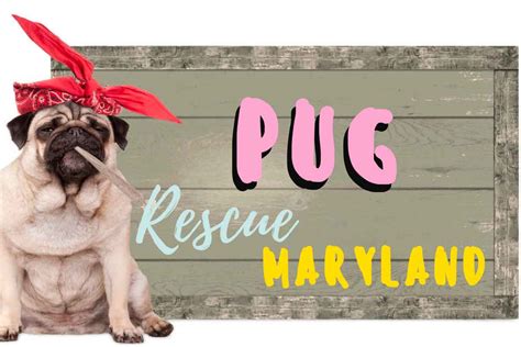 Pug rescue maryland. The Pug Queen Foundation is a non-profit organization that rescues and rehabilitates pugs in need. Learn more about their mission, their pugs, and how you can help them make a difference. 