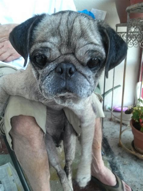 Pug Rescue of San Diego County (PRSDC) is an all volunteer organization dedicated to rescuing unwanted, neglected, abandoned, and relinquished Pugs and placing them into a new home where they may live out their lives in a loving and caring environment. Pug Rescue San Diego County welcomes you ..