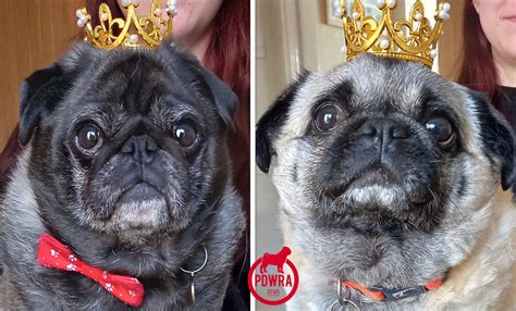 Pug rescue uk facebook.  Here&rsquo;s what happened in just under 2 hours.  Actively rescue...