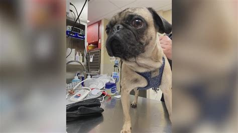Pug rescued from 130-degree car at Denver Zoo