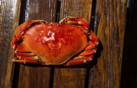 Puget Sound crabs are plentiful, delicious and easy …