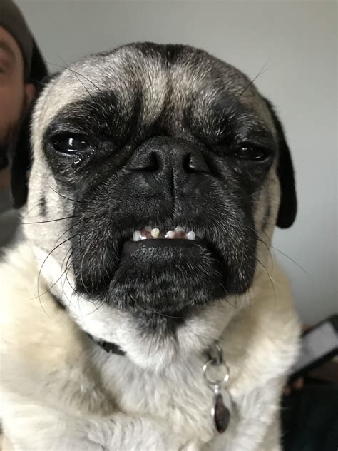 Puggie