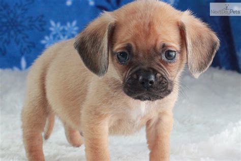 Puggle Puppies for Sale in Missouri - dogsnow.com