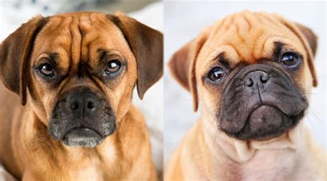 Puggle vs. Chug: Breed Differences & Similarities - LoveYourDog