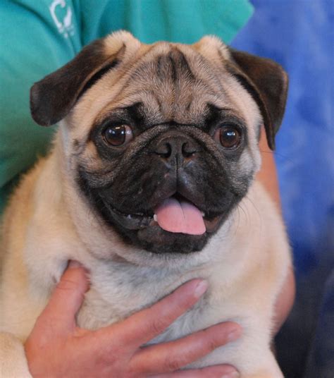 Pugs Puppies For Adoption