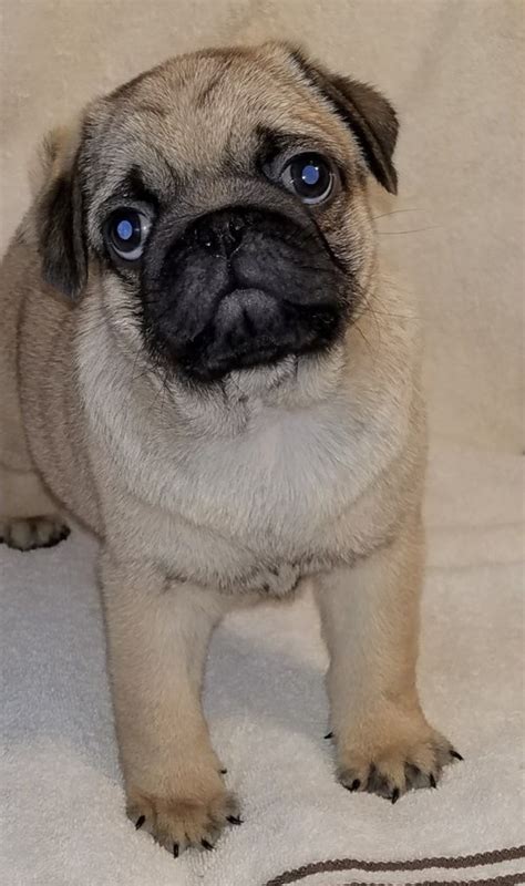 Prices for Pug puppies for sale in Honolulu, HI vary by breeder and 