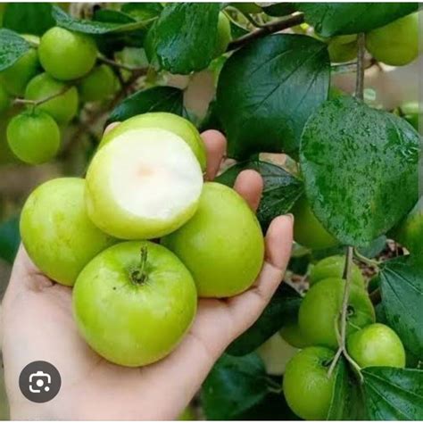 Puki ku tebam merasa btg besar. .  <a href=https://apk.grupod.co/49xbn/in...