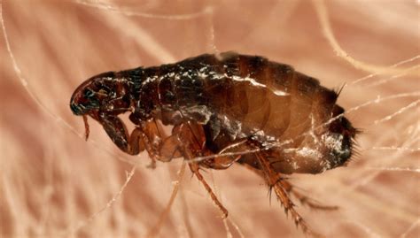 Partes de la pulga de la gallina. Contenido de pulgas en 1 cm². Las pulgas son insectos pequeños, generalmente de dos a cuatro mm de largo. La estructura del cuerpo está muy adaptado al modo de vida parasitaria. Las pulgas son un orden de insectos aparte, Siphonaptera, con más de 2.000 especies y subespecies descritas.. 