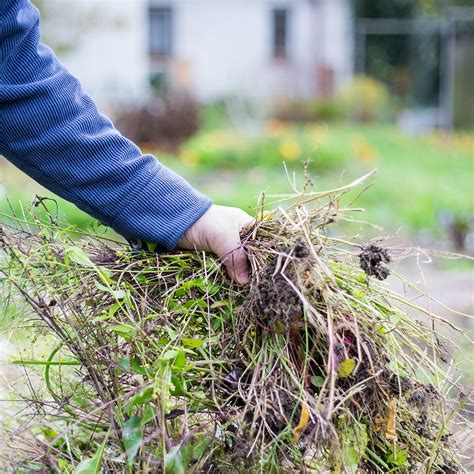 Pull weeds. Method #1: Pull weeds manually. If your weed problem is moderate, take some time to pull the weeds right out of the soil. Make sure you grab each plant by the stem, as close to the soil as possible. This makes it easier to pull up the entire root so the weed can’t grow back. 