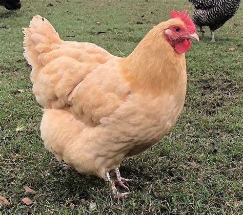 Pullets for sale near me. Things To Know About Pullets for sale near me. 