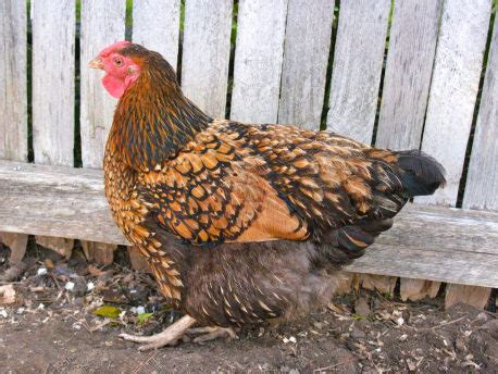 Deer Run Farm offers started pullets that are off hea