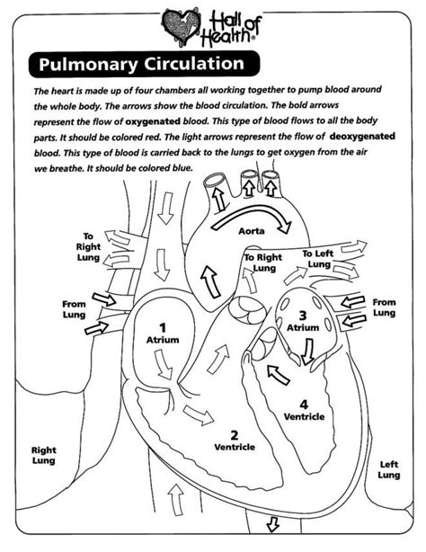 Pulmonary Circulation Coloring Page