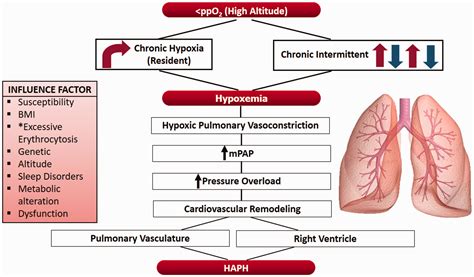 Pulmonary Hypertension Due To Lung Disease Or Hypoxia