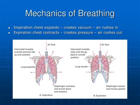 Pulmonary mechanics and entrainment of respiration and stroke …