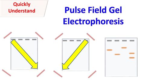 Pulsed field gel electrophoresis a practical guide. - The palladio guide by caroline constant.
