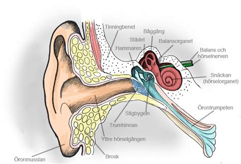 Pulserande ljud i örat stress