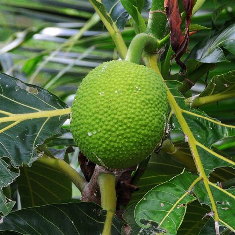 Pulur Halı ve Koltuk Yıkama